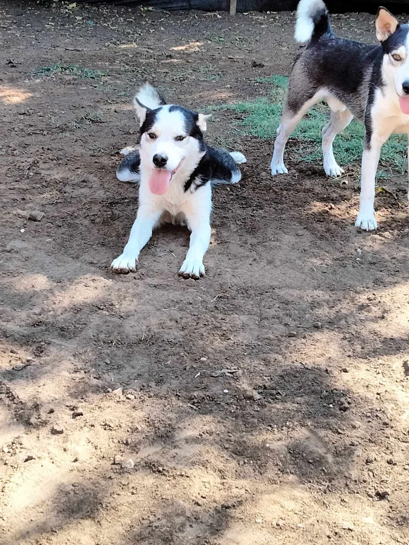 An adult medium-sized male Husky dog named Grandpa for adoption in Joshua, TX