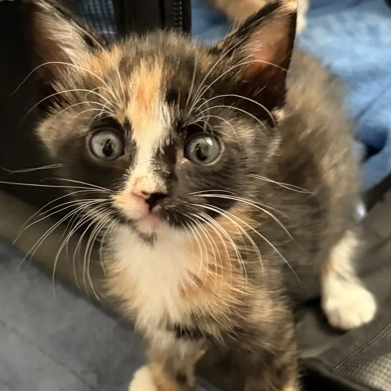A baby small-sized female Calico Domestic Short Hair cat named Blazie BB for adoption in Los Angeles, CA