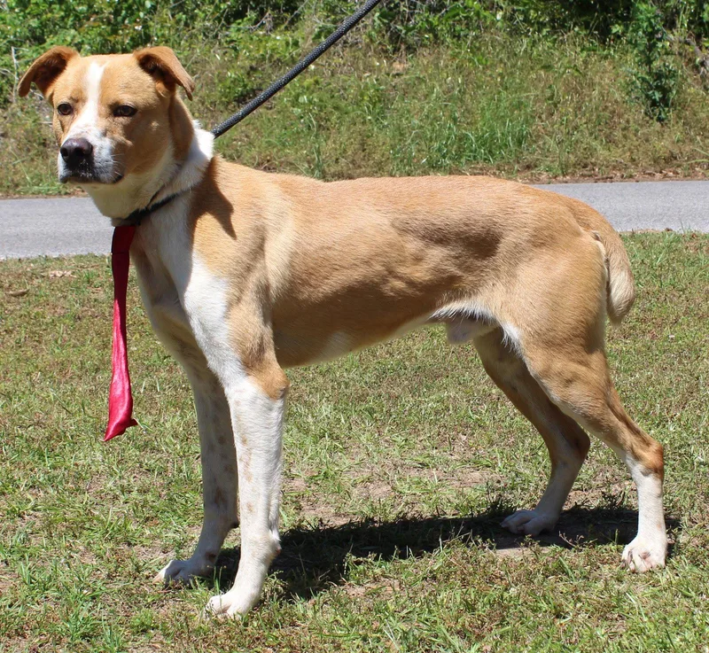 An adult medium-sized male Terrier dog named Bruno for adoption in Prattville, AL