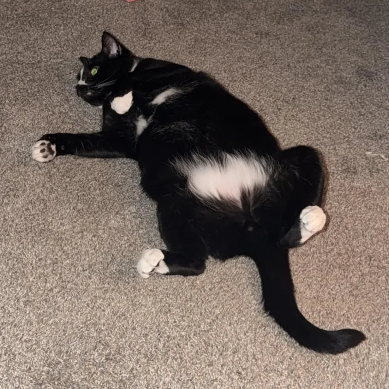 An adult extra large-sized male Domestic Short Hair cat named Carlos for adoption in FITCHBURG, MA