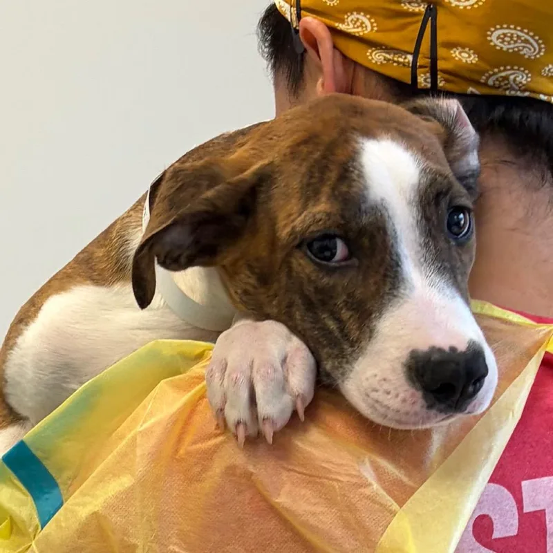 A baby small-sized female Brindle Pit Bull Terrier dog named Peachy for adoption in Nashville, TN