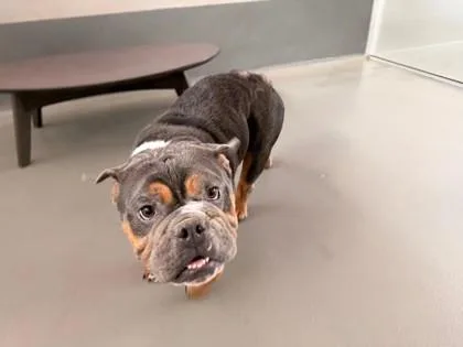 An adult medium-sized male American Bulldog dog named Rupert for adoption in New Orleans, LA