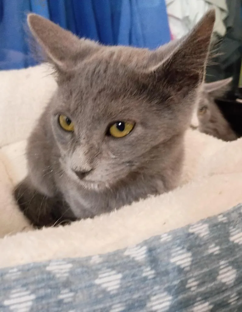 A baby small-sized male Domestic Short Hair cat named Bunny for adoption in Crocker, MO
