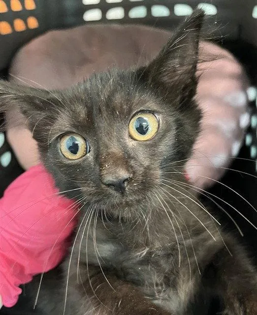 A baby small-sized female Black Domestic Short Hair cat named Theater Kid for adoption in Tavares, FL