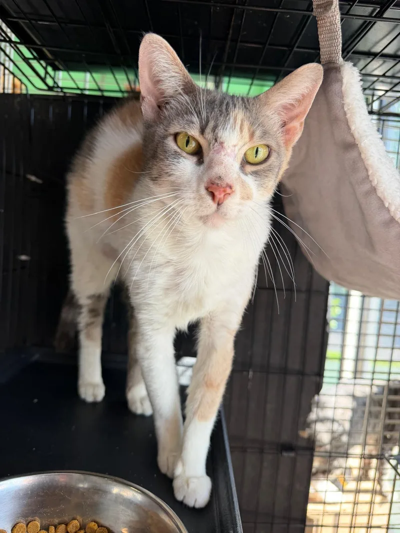An adult medium-sized female Calico cat named Dianne for adoption in Margate, FL
