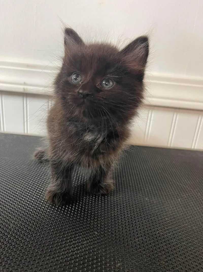 A baby small-sized male Domestic Short Hair cat named Taka for adoption in Clymer, PA