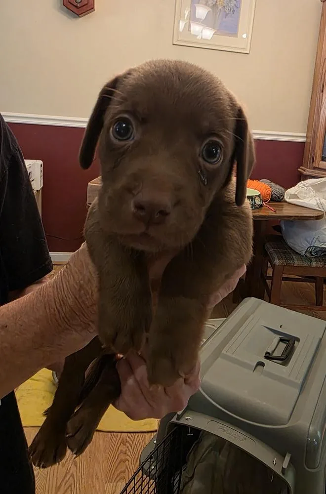 A baby medium-sized male Dachshund dog named Mothers Craving : Custard for adoption in Aurora, IN