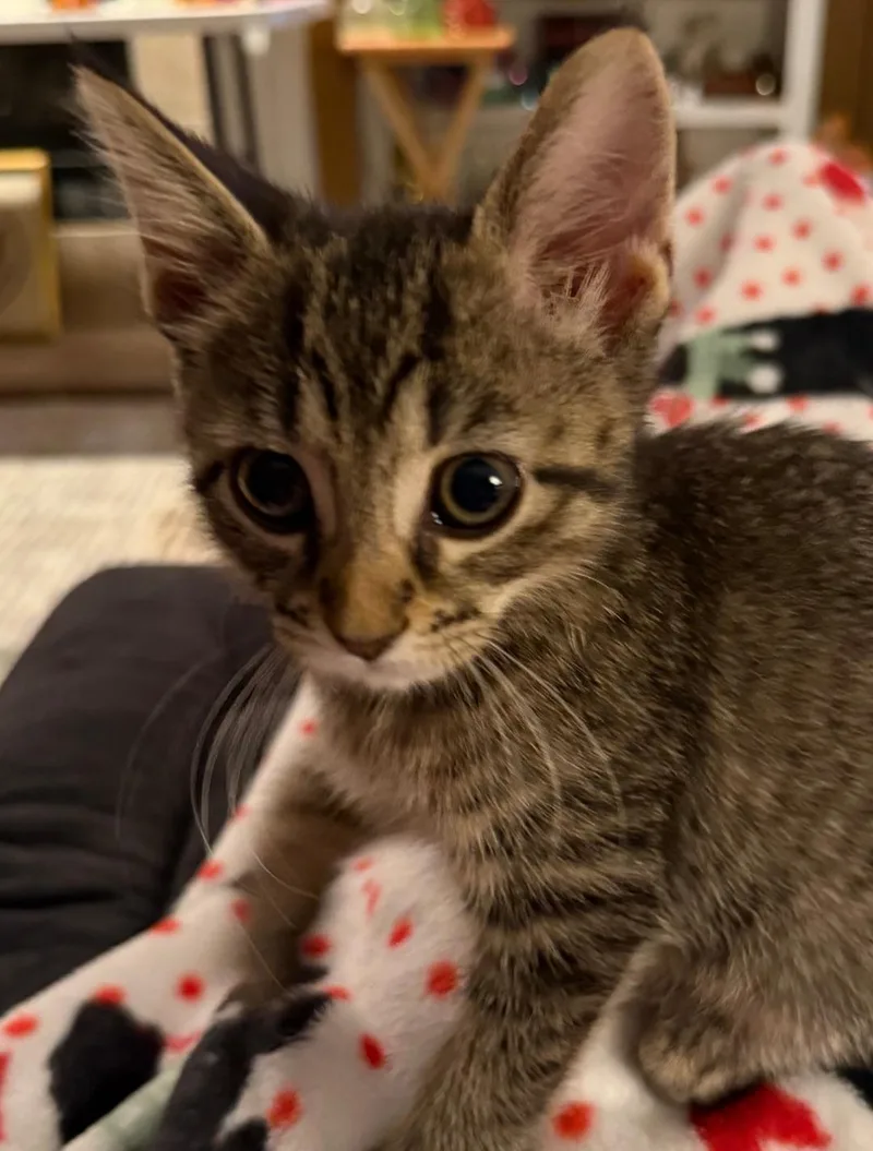 A baby small-sized female Domestic Short Hair cat named Lisa for adoption in merrillville, IN