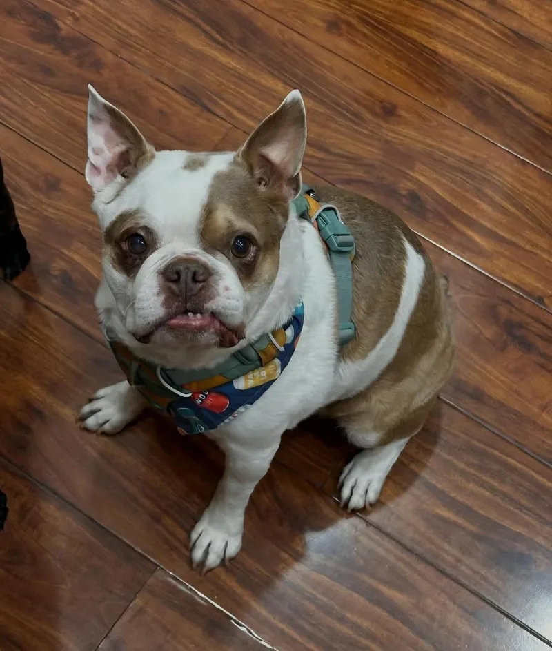 A senior small-sized male Boston Terrier dog named Finley in UT for adoption in Elkhorn, NE