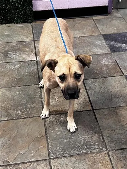 An adult medium-sized female Yellow / Tan / Blond / Fawn Shepherd dog named Atria for adoption in El Paso, TX