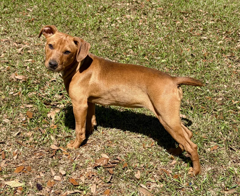 A young medium-sized female Red / Chestnut / Orange Miniature Pinscher dog named Demi ~ Great With for adoption in Lucedale, MS