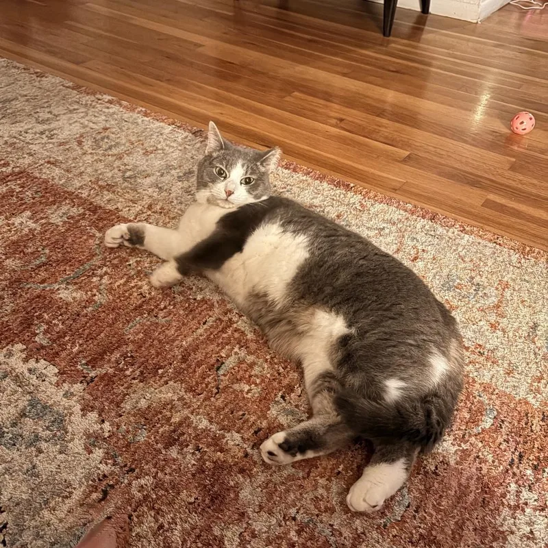 Princess Buttercup thumbnail 2