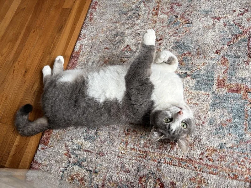 Princess Buttercup thumbnail 4