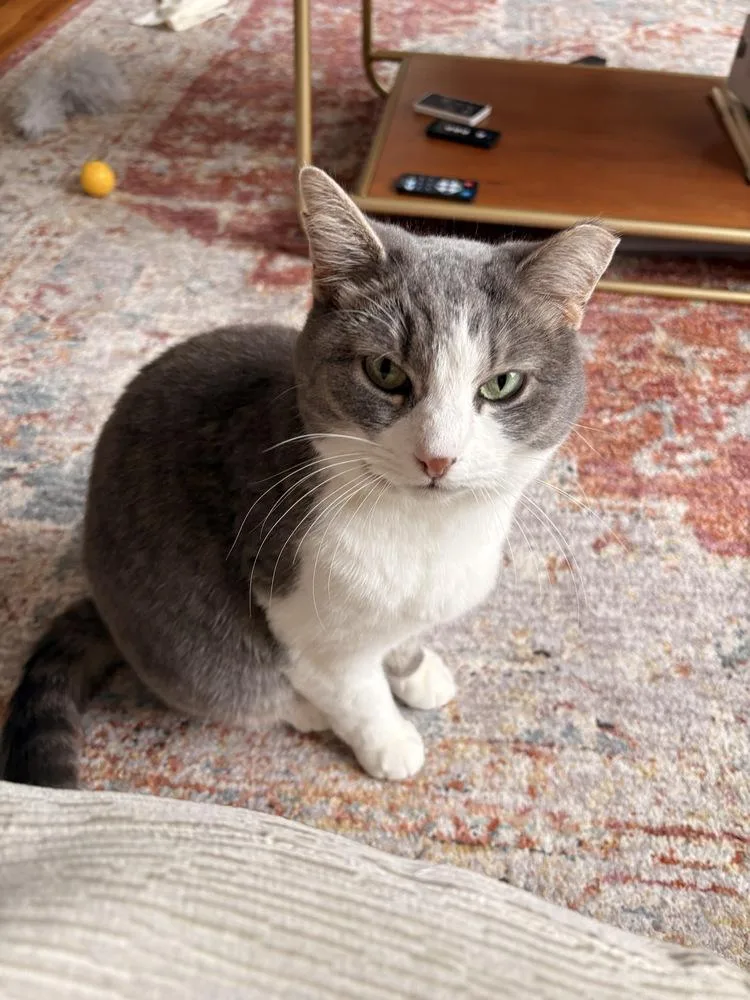 Princess Buttercup thumbnail 6