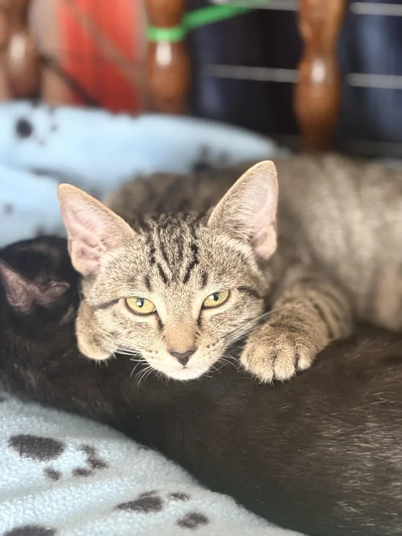 A baby large-sized male Black Domestic Short Hair cat named Freak and Dandelion for adoption in Seattle, WA