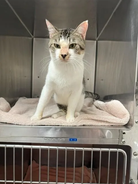 An adult small-sized male Gray & White Domestic Short Hair cat named Robin for adoption in Fayetteville, AR