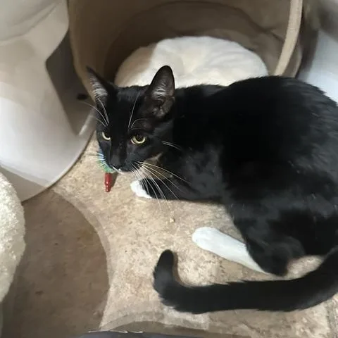 A baby medium-sized male Black & White / Tuxedo American Shorthair cat named Scout for adoption in North Hollywood, CA
