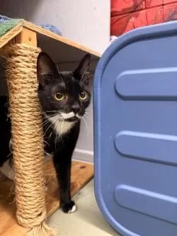 A young large-sized male Domestic Short Hair cat named Hercule Poirot for adoption in Savannah, GA