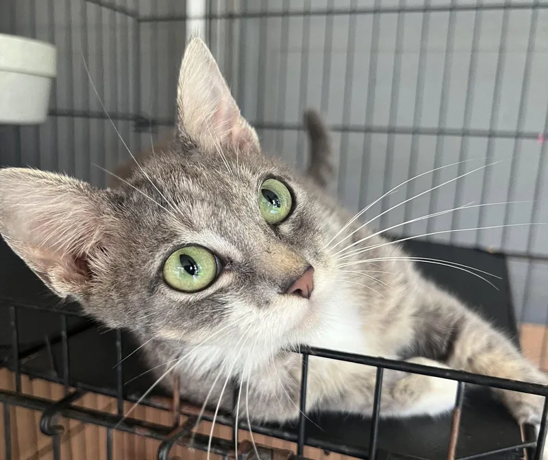 An adult medium-sized female Domestic Short Hair cat named Tessa for adoption in Hammond, LA