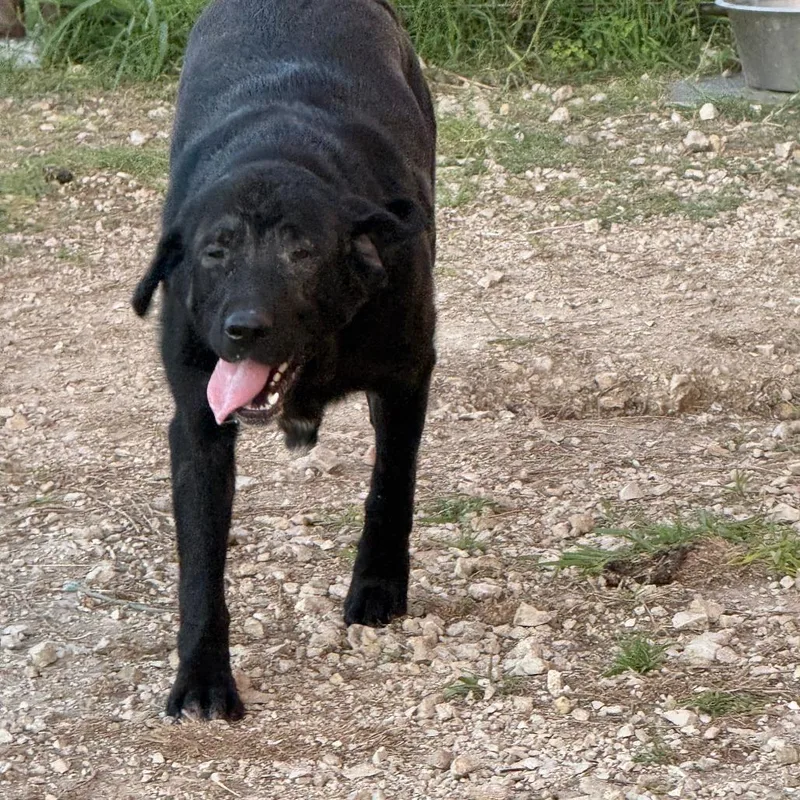 Oakley