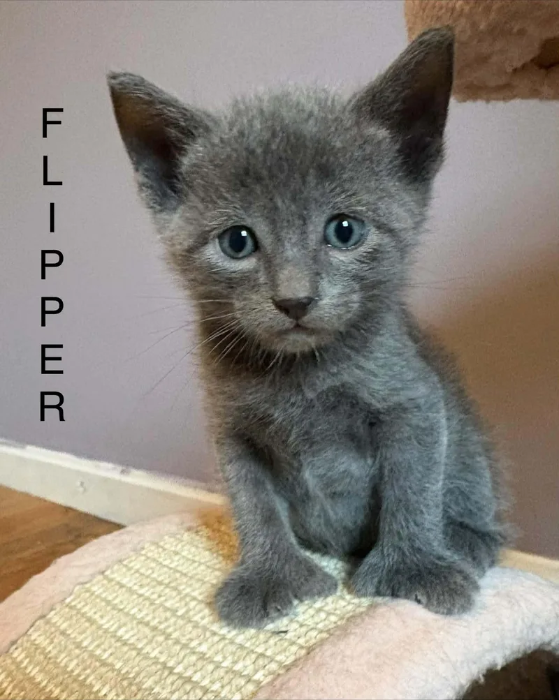 A baby medium-sized male Domestic Short Hair cat named Flipper for adoption in Westfield, MA