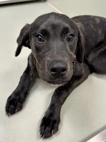 A young large-sized female Black Mixed Breed dog named Dotty for adoption in Wichita, KS