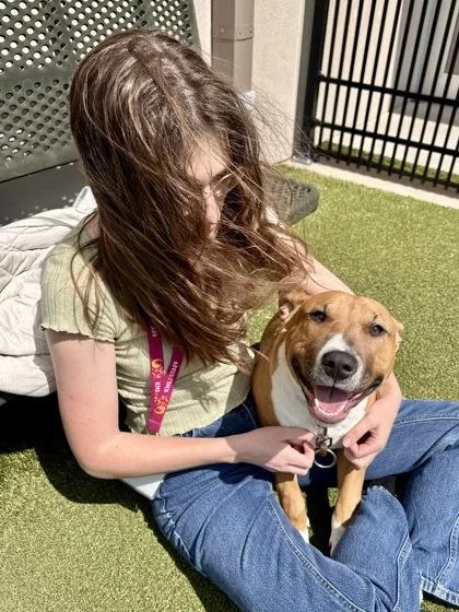 A young large-sized male Brown / Chocolate Mixed Breed dog named Pluto for adoption in Wichita, KS