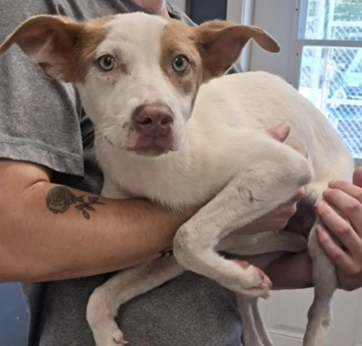 A baby medium-sized male Pit Bull Terrier dog named Rigby for adoption in Hollister, MO