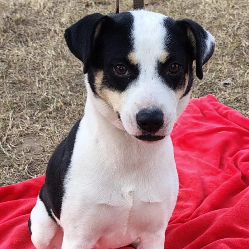 An adult medium-sized female White / Cream Mixed Breed dog named Kayla for adoption in Oceanside, NY