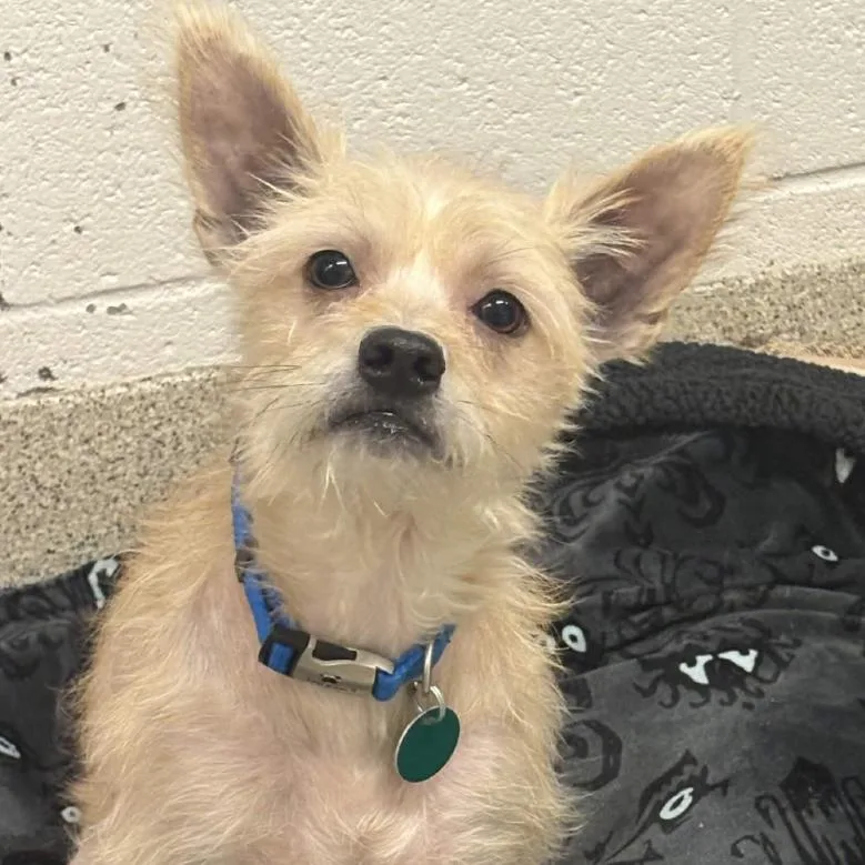 An adult small-sized male White / Cream Mixed Breed dog named Curtis for adoption in Gloucester, VA