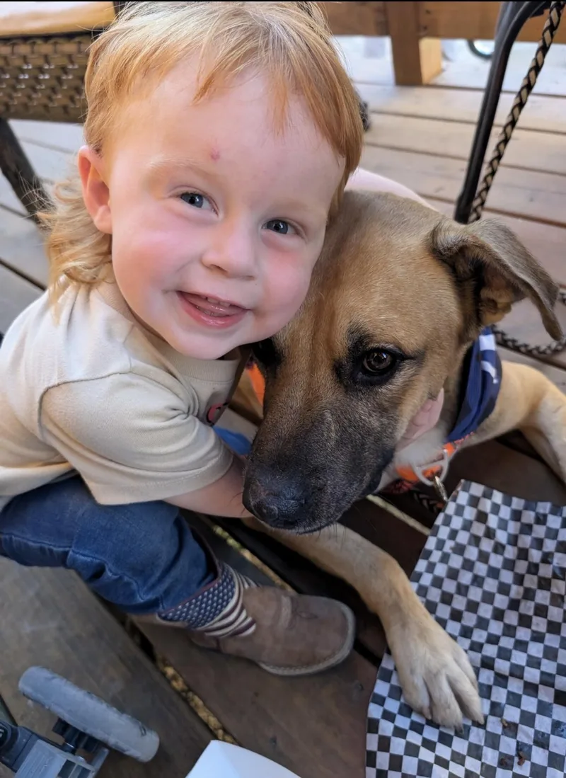 A young large-sized male German Shepherd Dog dog named West kid & dog for adoption in Tallulah, LA