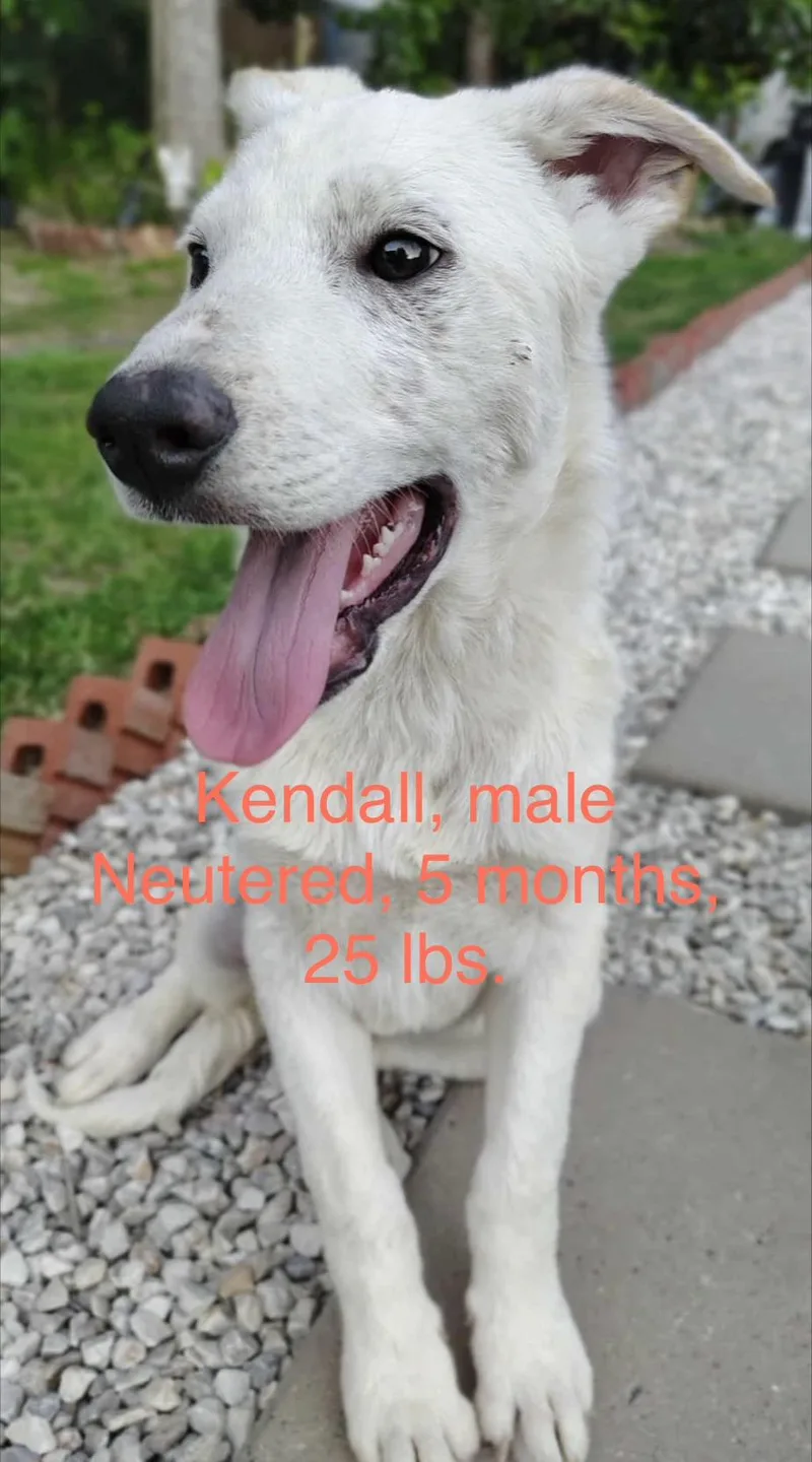 A baby medium-sized male German Shepherd Dog dog named Kendall for adoption in Barkhamsted, CT