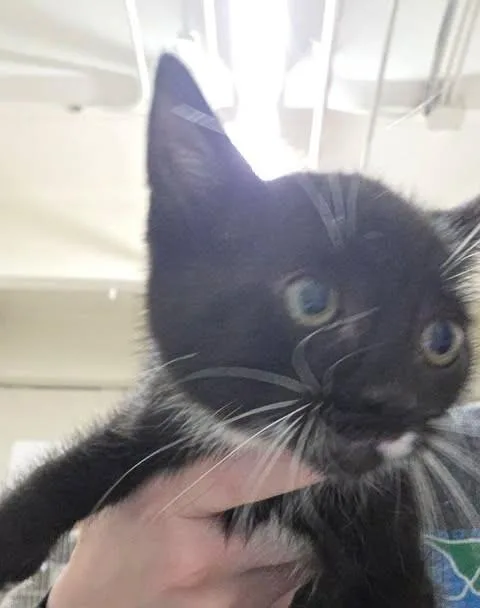 A baby small-sized male Gray / Blue / Silver Domestic Short Hair cat named Tyrone for adoption in Fruit Heights, UT