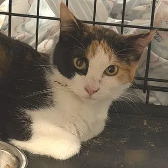 A young medium-sized female Domestic Short Hair cat named Peyton for adoption in Cumming, GA