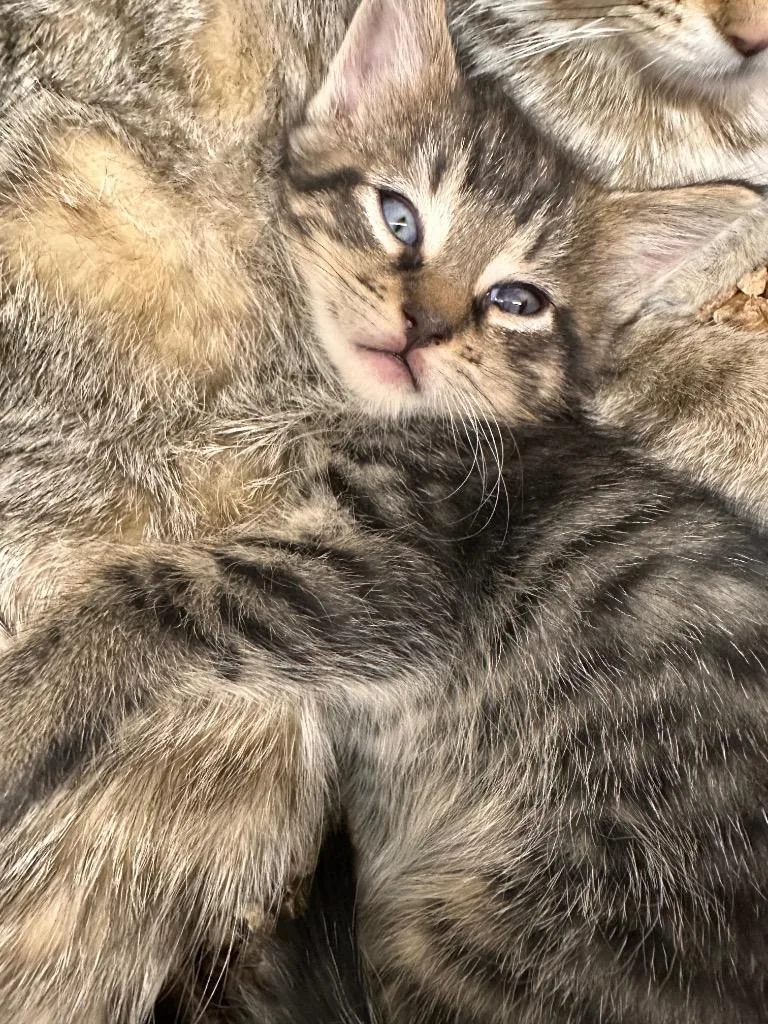 A baby small-sized male Domestic Short Hair cat named Cream Puff for adoption in Sidney, NY