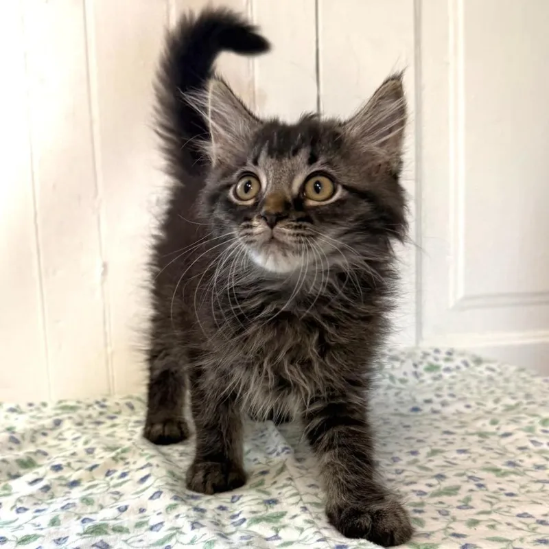 A baby medium-sized male Tabby (Brown / Chocolate) Domestic Medium Hair cat named Sky for adoption in Greensburg, PA