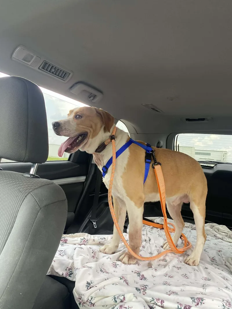 A young medium-sized male American Staffordshire Terrier dog named Ryan for adoption in Holly Springs, NC