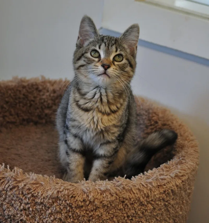 A baby small-sized female Domestic Short Hair cat named Helen for adoption in Indiana, PA