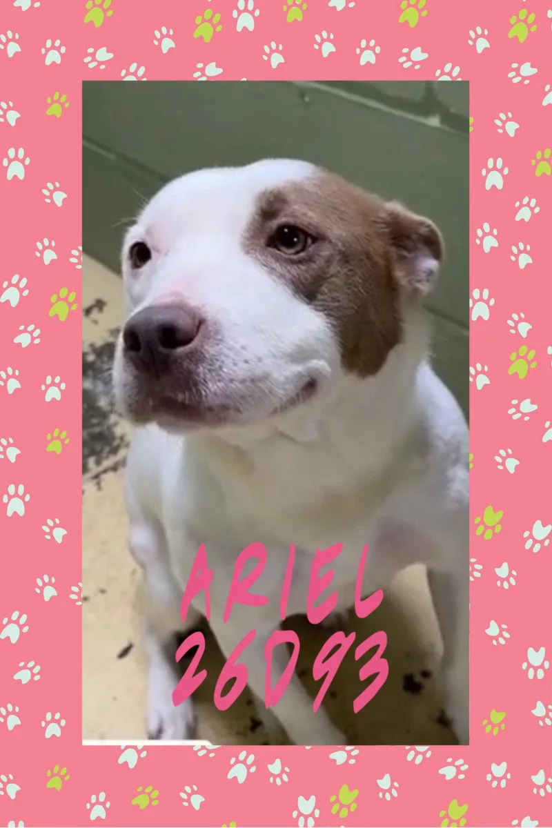 A young medium-sized female Pit Bull Terrier dog named Ariel for adoption in New Martinsville, WV