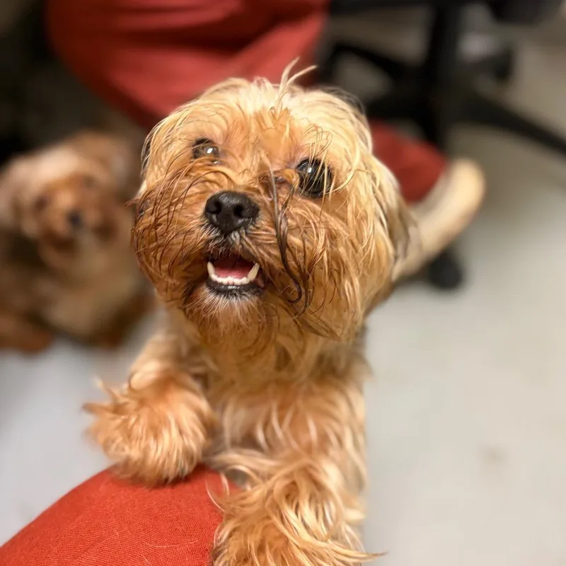 A young small-sized female Yellow / Tan / Blond / Fawn Yorkshire Terrier dog named Dottie for adoption in Charlottesville, VA