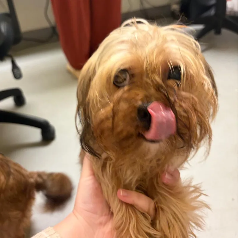 Dottie thumbnail 3