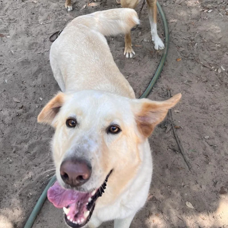 An adult large-sized female White / Cream Mixed Breed dog named Honey Flower for adoption in Pensacola, FL