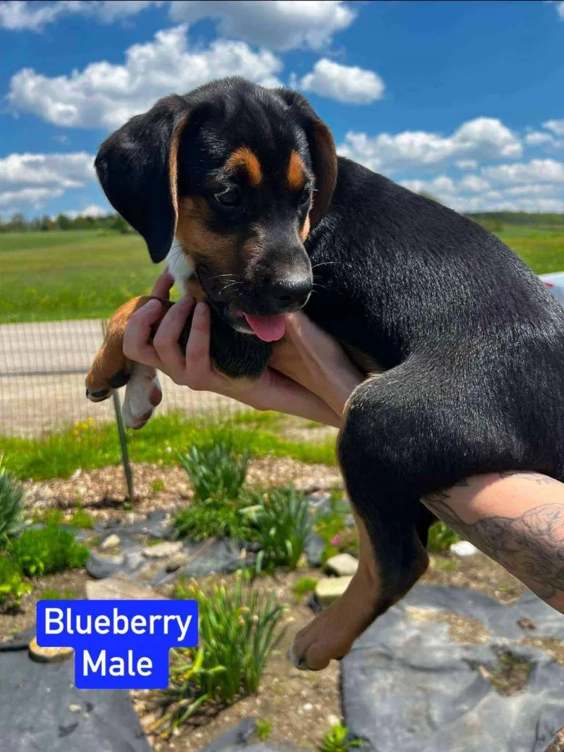 A baby medium-sized male Beagle dog named Blueberry for adoption in Salamanca, NY