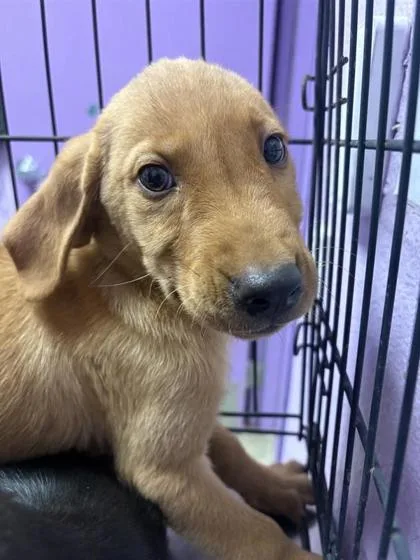 A baby small-sized male Golden Labrador Retriever dog named 61396518 for adoption in El Paso, TX