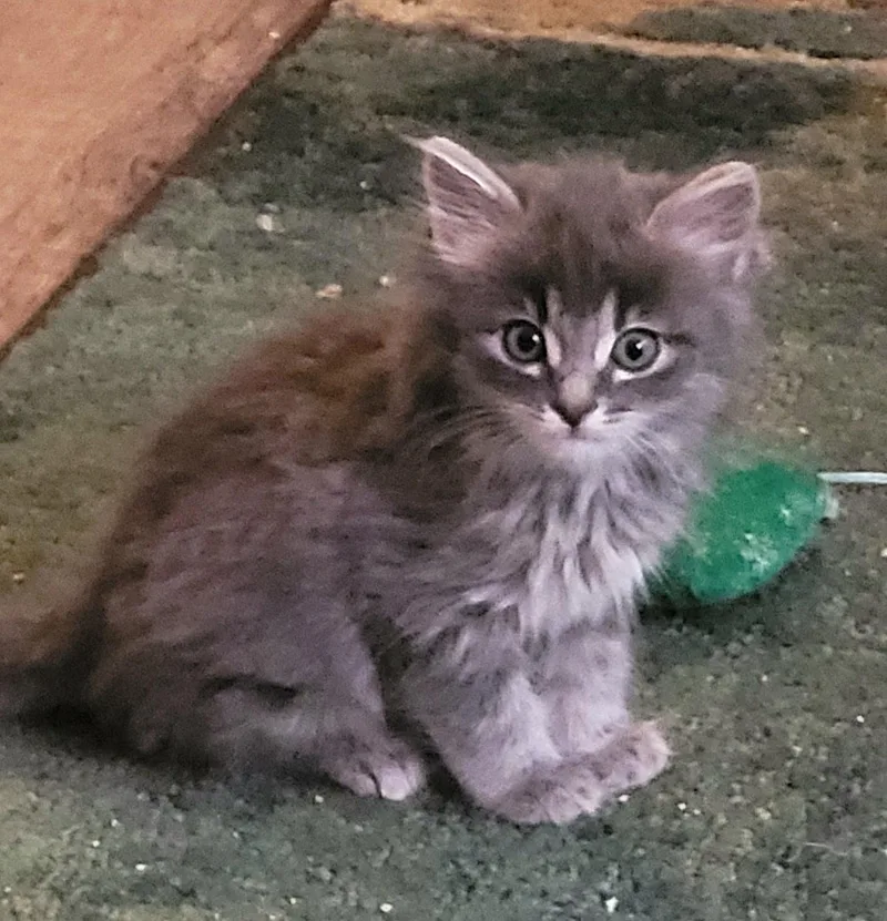 A baby medium-sized female Domestic Long Hair cat named Sabrina for adoption in Diamond Springs, CA