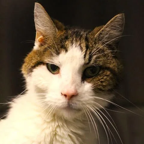 A senior medium-sized male Tabby (Brown / Chocolate) Domestic Short Hair cat named 26-01192 for adoption in Fredericksburg, VA