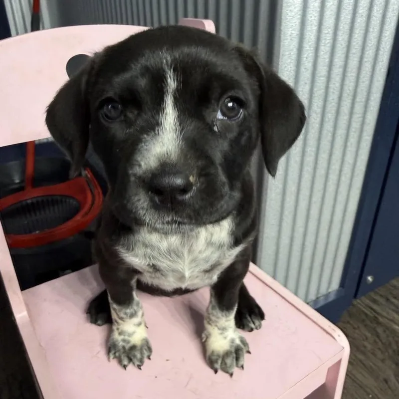A baby small-sized female Black Retriever dog named Halo for adoption in Parrish, AL