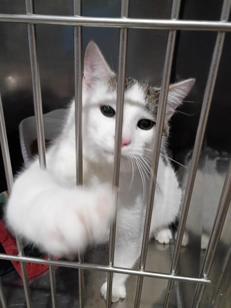 A young medium-sized male Domestic Short Hair cat named Gizmo for adoption in Pierceton, IN