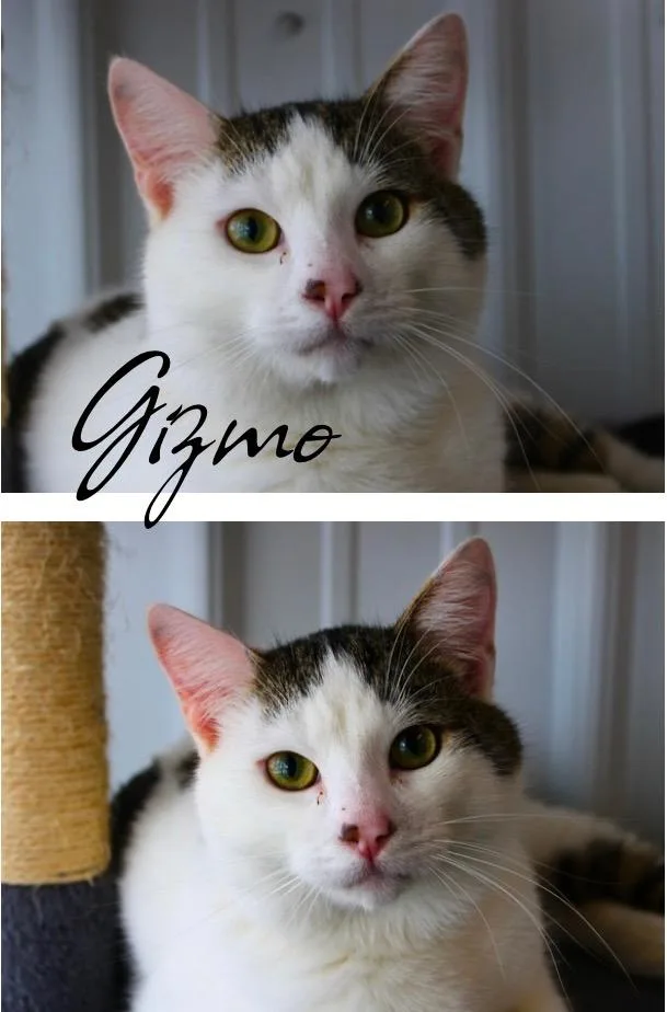 Gizmo thumbnail 2