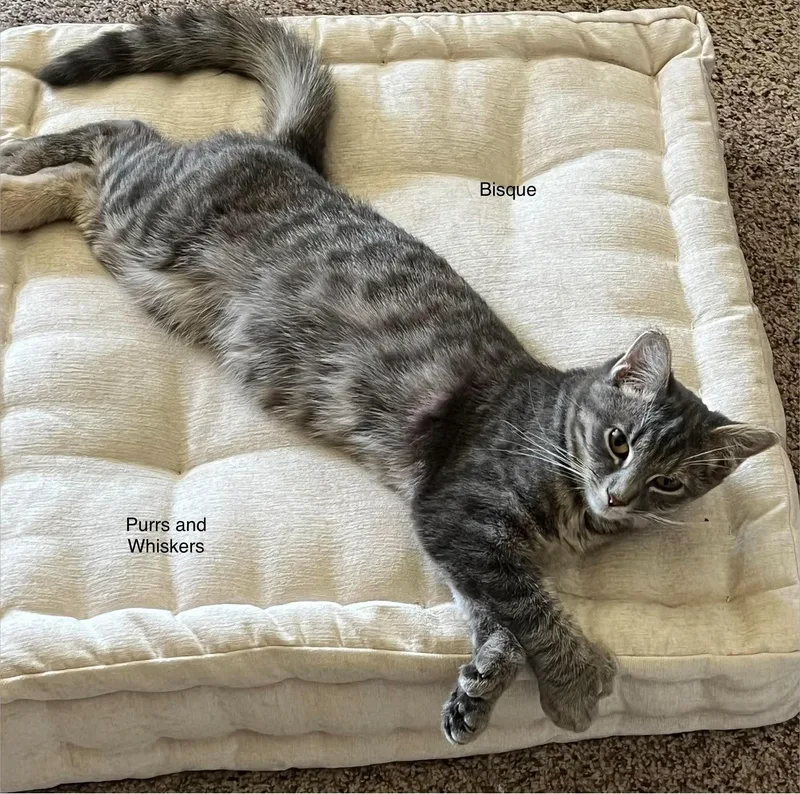 A baby medium-sized female Domestic Short Hair cat named Bisque for adoption in New Hartford, NY